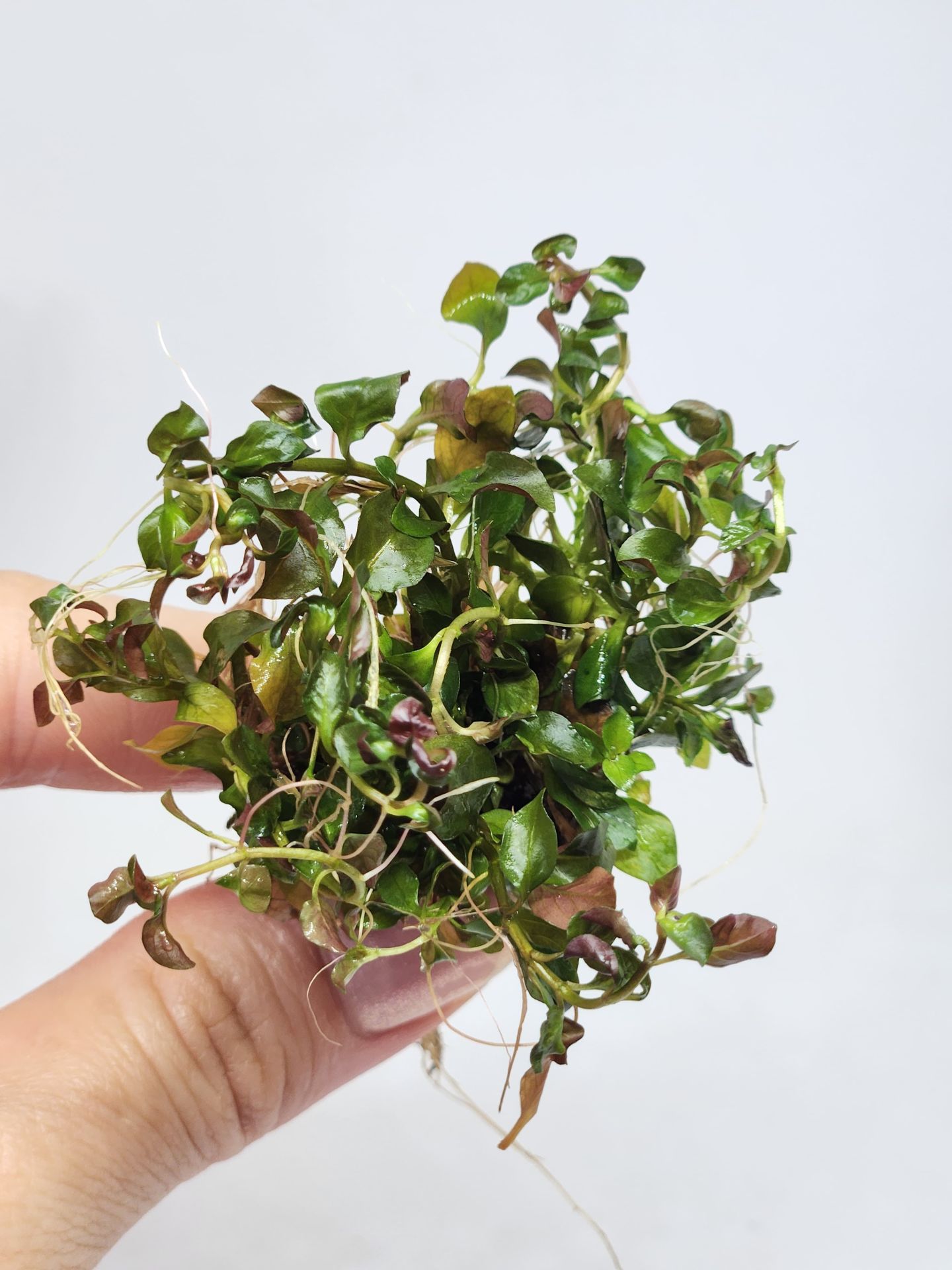Ludwigia rubin / super red EXVITRO