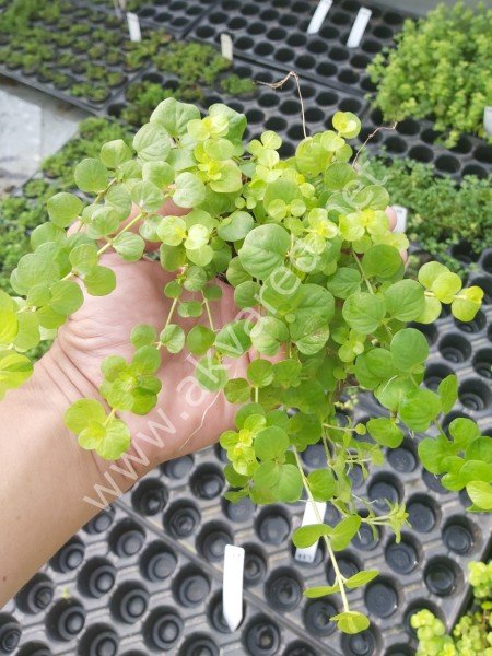 Lysimachia nummularia \'aurea SAKSI