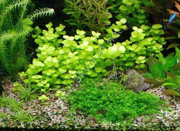 Lysimachia nummularia \'aurea SAKSI