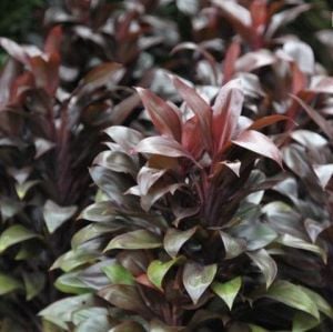 Cordyline Compacta BUKET