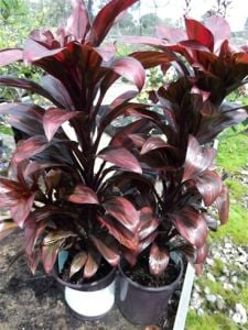 Cordyline Compacta