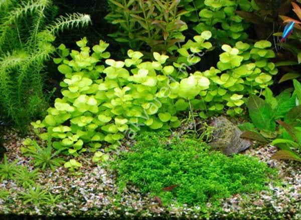 Lysimachia nummularia \'aurea BUKET