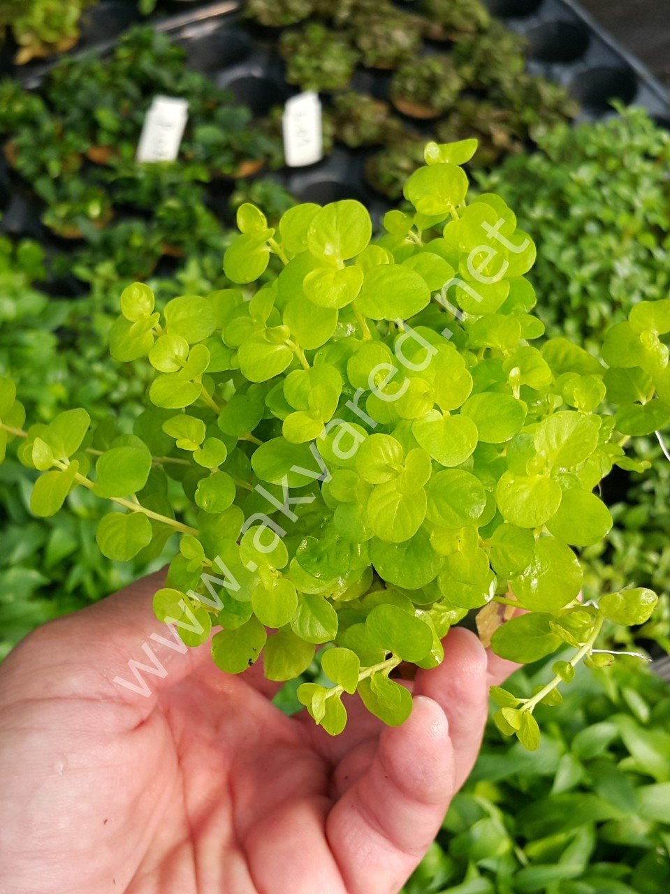 Lysimachia nummularia \'aurea BUKET
