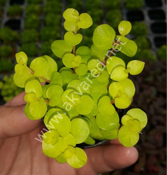 Lysimachia nummularia aurea BUKET