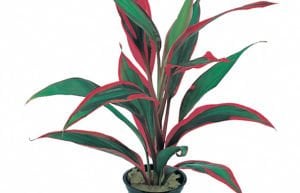 Cordyline red edge ADET
