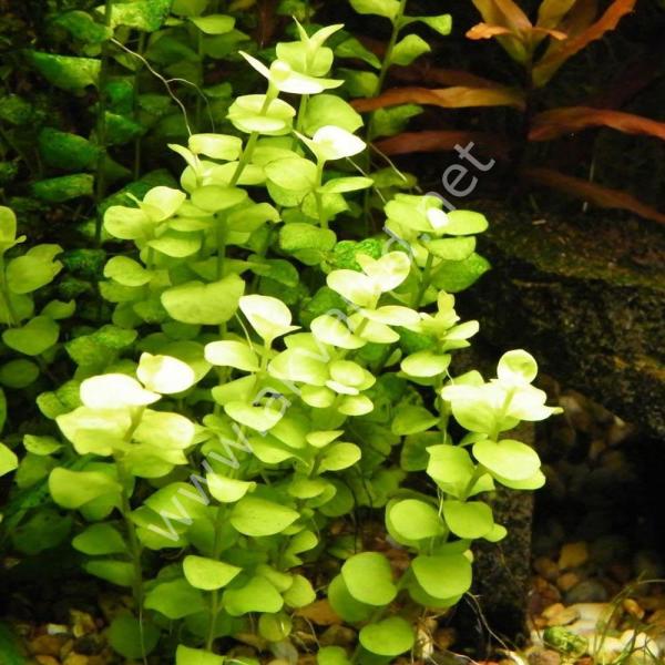Lysimachia nummularia aurea EXVITRO