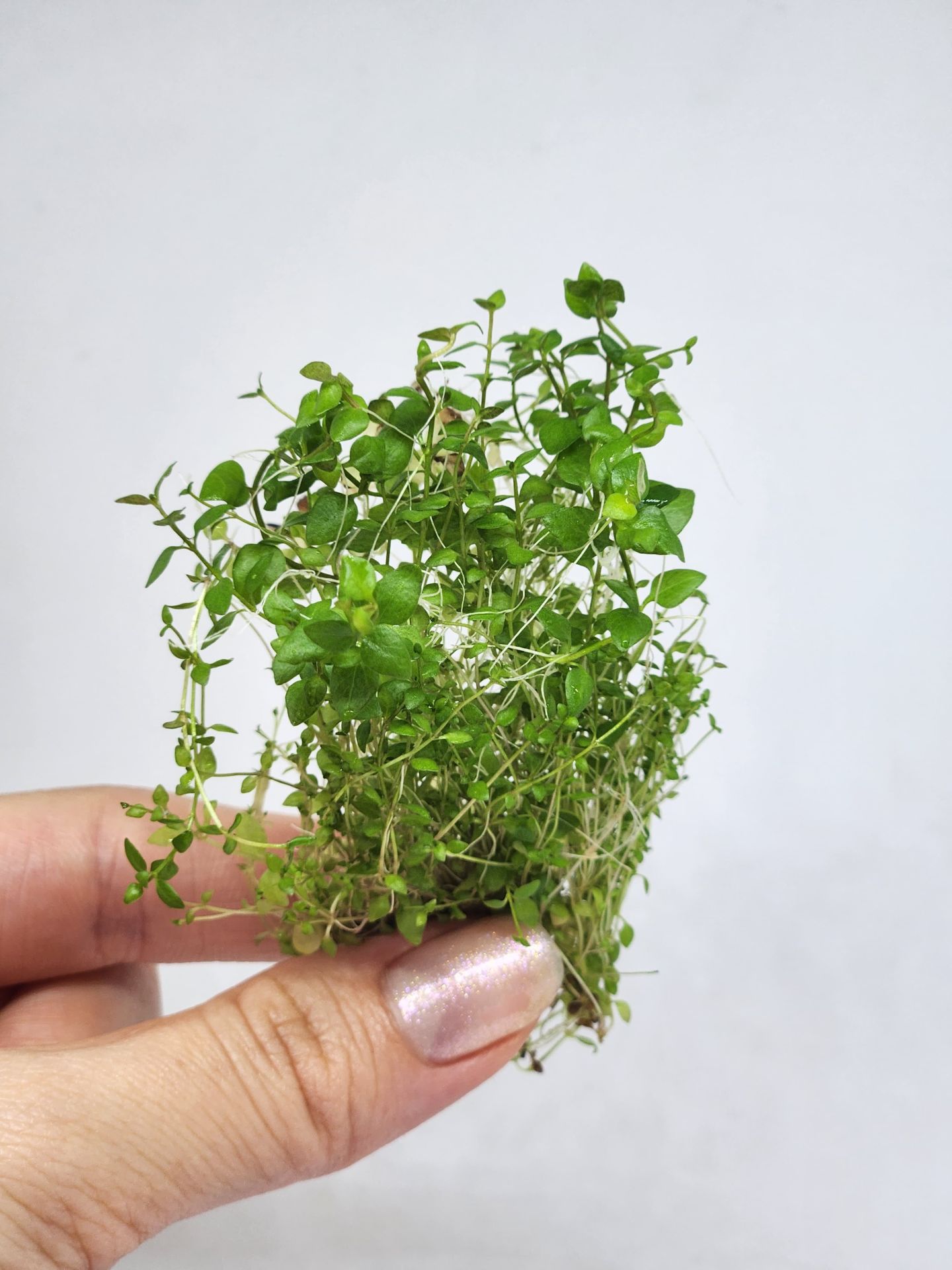 Lysimachia nummularia aurea EXVITRO