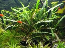 Cryptocoryne spiralis BUKET
