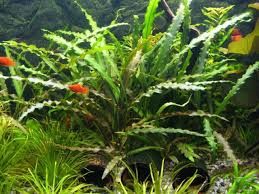 Cryptocoryne spiralis BUKET