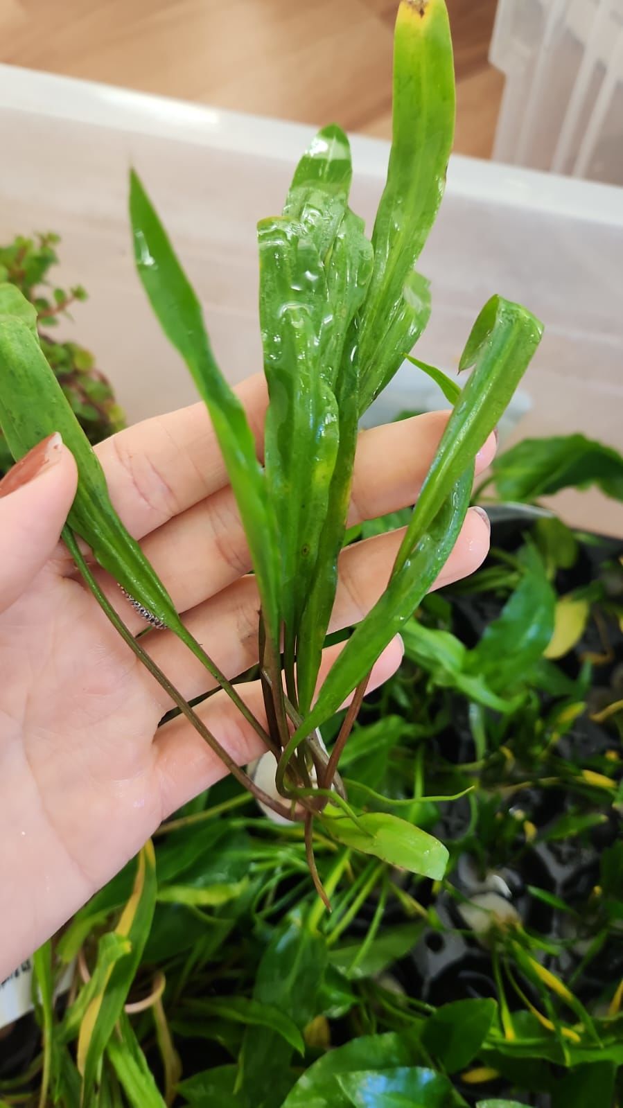 Cryptocoryne spiralis İTHAL BUKET