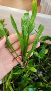 Cryptocoryne spiralis İTHAL BUKET