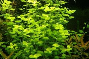 Lysimachia nummularia green SAKSI