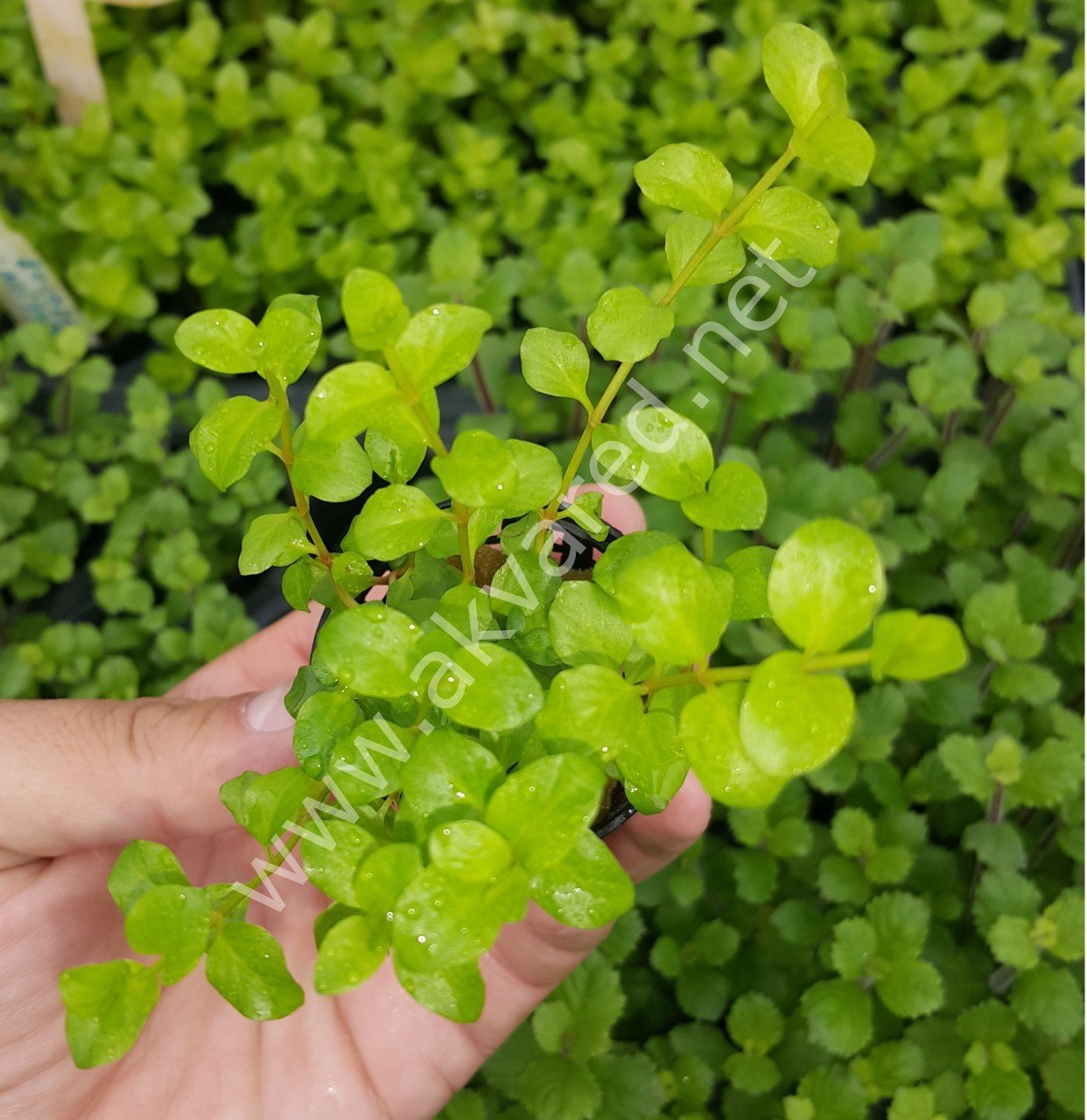 Lysimachia nummularia green BUKET