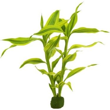 Dracaena sanderiana ADET