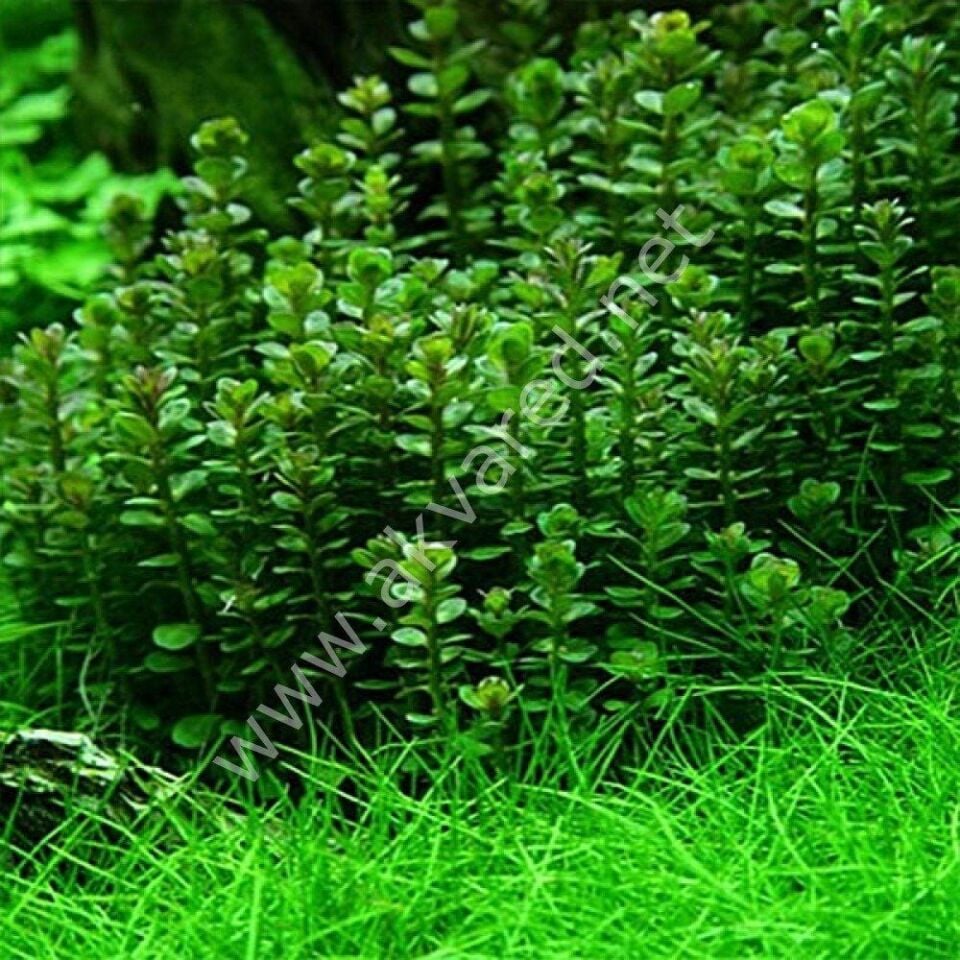 Rotala bonsai red indo İTHAL BUKET