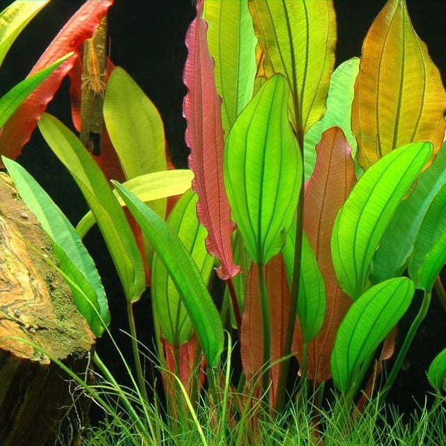 Echinodorus red special SAKSI