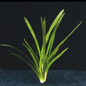 Sagittaria platyphylla BUKET ÖN SİPARİŞ