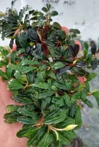 Bucephalandra kapuas hulu mix 10X10 CM PORSİYON