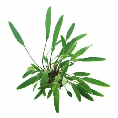 Cryptocoryne willisii İTHAL SAKSI