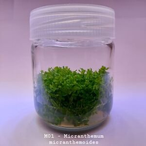 Micranthemum micranthemoides IN VITRO JAR (KAVANOZ)