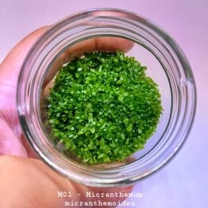 Micranthemum micranthemoides IN VITRO JAR (KAVANOZ)