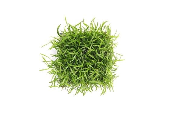 Dennerle Plants - Lilaeopsis brasiliensis  PAD