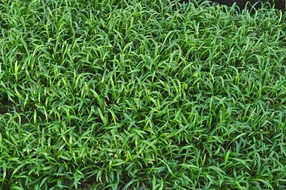 Dennerle Plants - Lilaeopsis brasiliensis  PAD