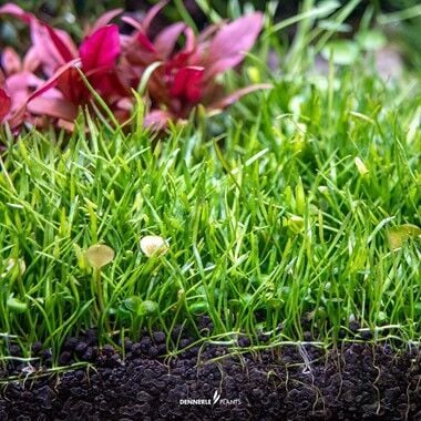 Dennerle Plants - Lilaeopsis brasiliensis  PAD