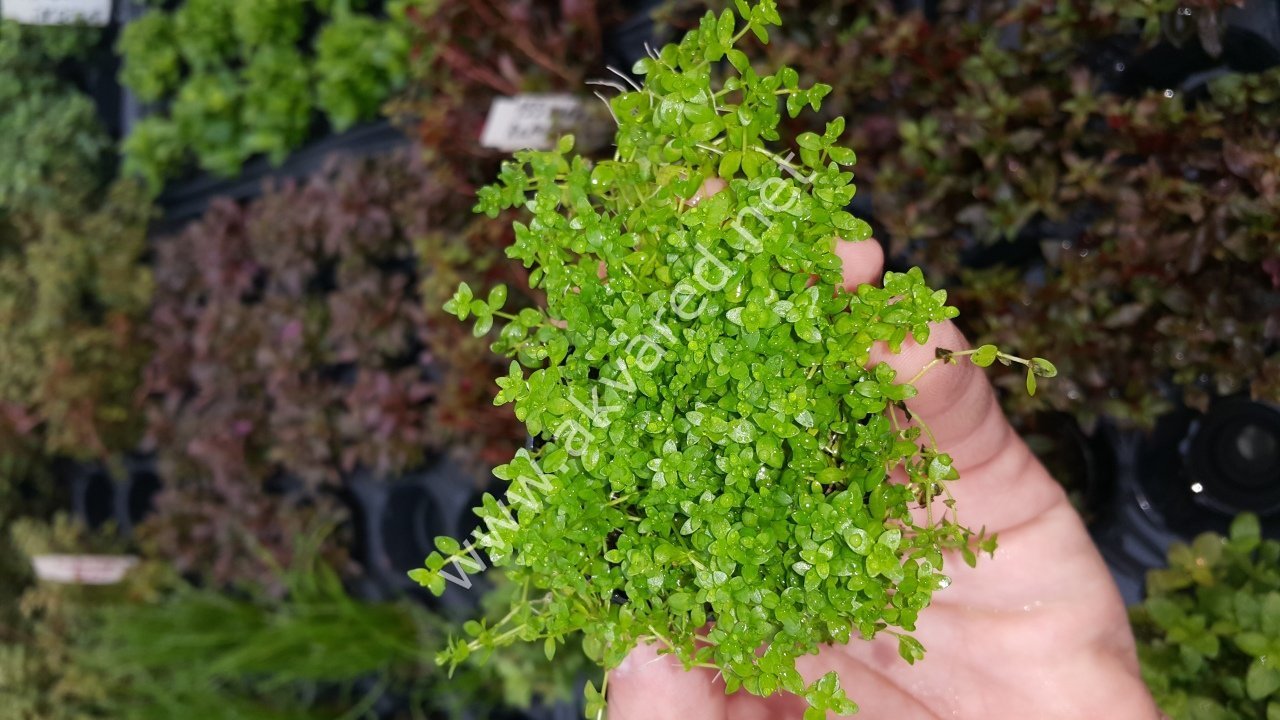 Micranthemum micranthemoides BUKET
