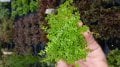 Micranthemum micranthemoides BUKET 