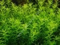 Micranthemum micranthemoides BUKET