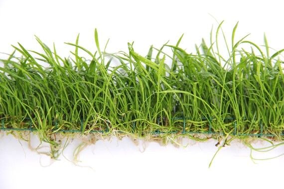 Dennerle Plants - Lilaeopsis brasiliensis LONG PAD