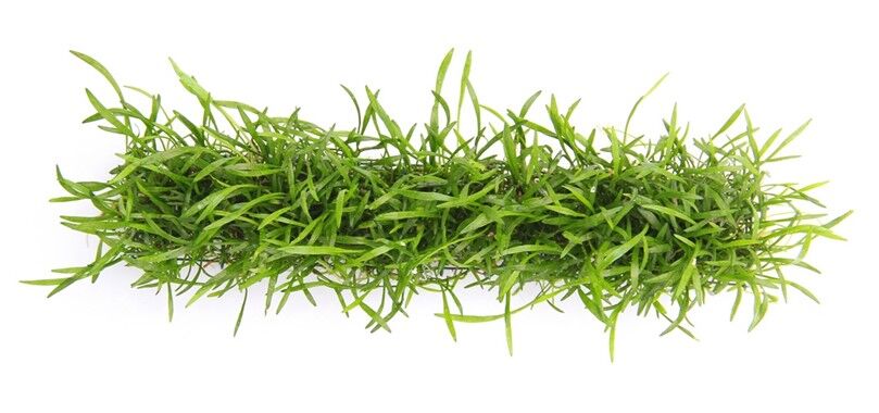 Dennerle Plants - Lilaeopsis brasiliensis LONG PAD