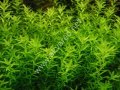 Micranthemum micranthemoides EXVITRO