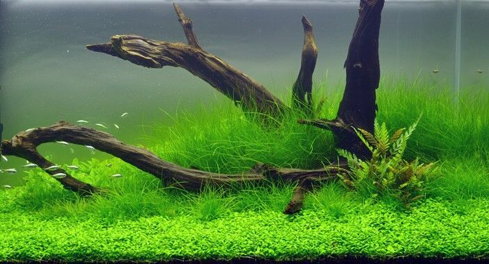 Dennerle Plants - Eleocharis acicularis PAD