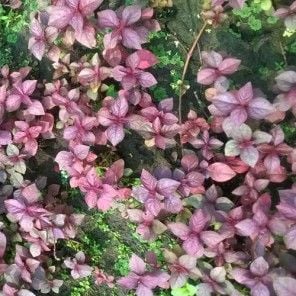 Hemigraphis sp. pink SAKSI