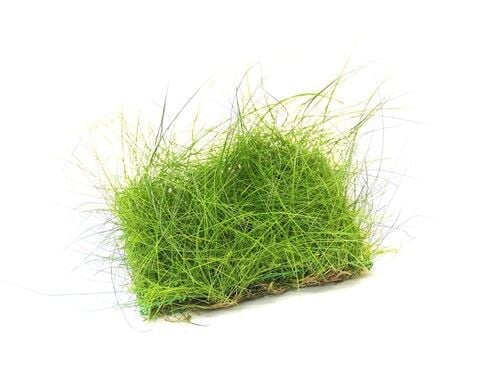 Dennerle Plants - Eleocharis acicularis PAD