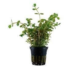 Bacopa rotundifolia SAKSI