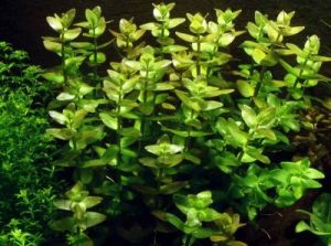 Bacopa rotundifolia SAKSI