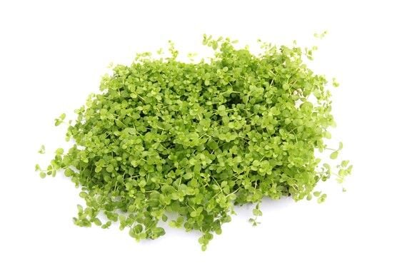 Dennerle Plants - Micranthemum tweediei Montecarlo PAD