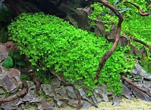 Dennerle Plants - Micranthemum tweediei Montecarlo PAD