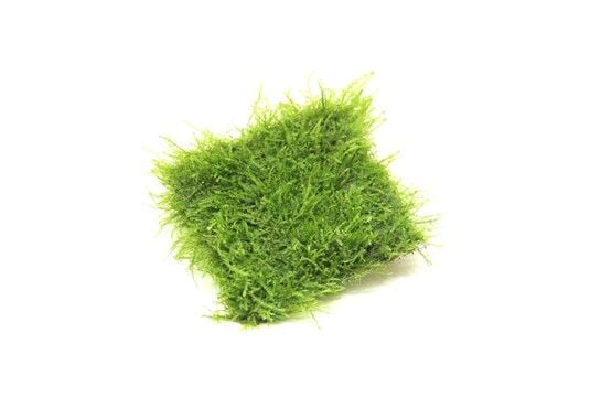 Dennerle Plants - Taxiphyllum barbieri BOGOR MOSS PAD