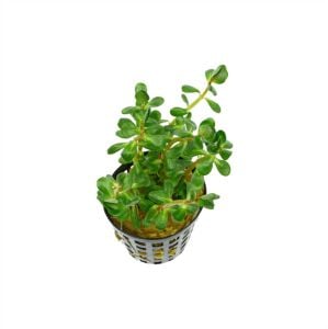 Ammannia / Rotala bonsai green SAKSI