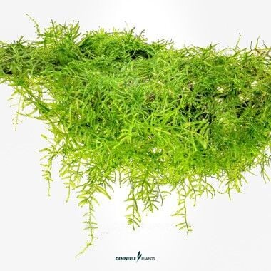 Dennerle Plants - Taxiphyllum barbieri BOGOR MOSS PAD