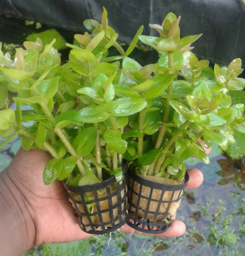 Bacopa amplexicaulis SAKSI