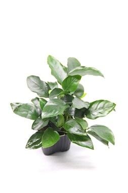 Dennerle Plants - Anubias nana big foot XL