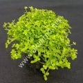 Micranthemum umbrosum BUKET