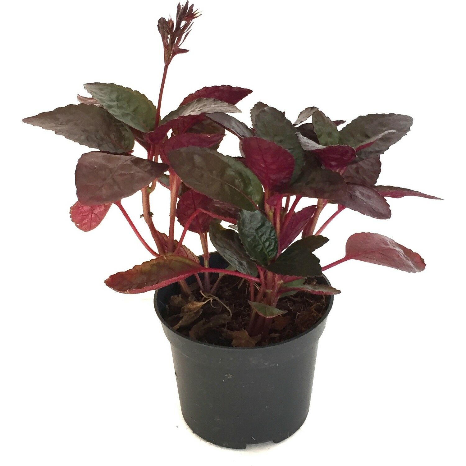 Hemigraphis exotica BUKET