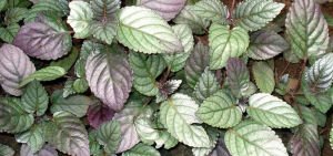 Hemigraphis exotica BUKET