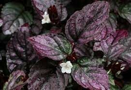 Hemigraphis exotica BUKET